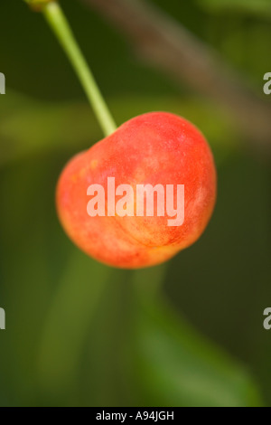 Reifen Kirschen "Royal Rainier" hängen vom Zweig, California Stockfoto