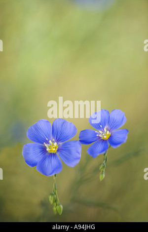 Flachs Blumen, Nevada Stockfoto