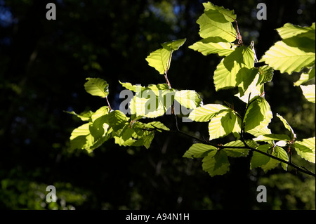 junge Buche verlässt Fagus Sylvatica Hintergrundbeleuchtung von Sonne Garvagh Wald Stockfoto