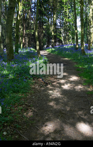 vertikalen Weg führt durch Wald und Hyacinthoides non Scripta Glockenblumen in Garvagh Wald Stockfoto