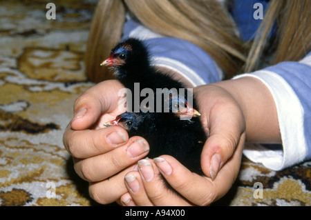 Teichhuhn-Küken gerettet, nachdem Mutter getötet wurde und erzog von hand gemeinsame Gallinule Gallinula chloropus Stockfoto