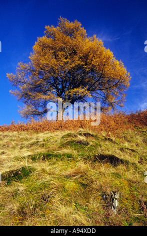 Europäische Lärche Baum, Herbst, Lake District Stockfoto