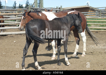 Stute und Fohlen in einer kanadischen Koppel Stockfoto