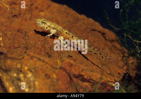 Hebamme-Kröte Alytes Obstetricans angebundene junge Stockfoto