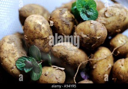 Neue Kartoffeln Sorte Royal Jersey [Solanum Tuberosum] Stockfoto