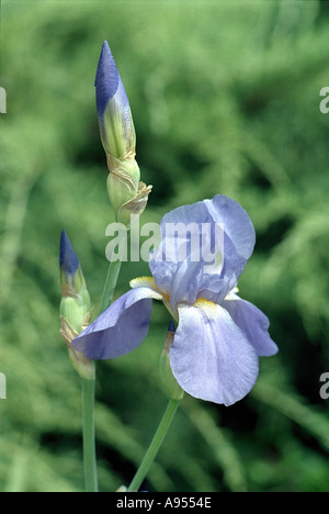 violette Iris in grünen Hintergrund Stockfoto