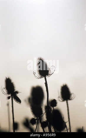 Karde, Dipsacus Fullonum, Samenkorn-Köpfe Stockfoto