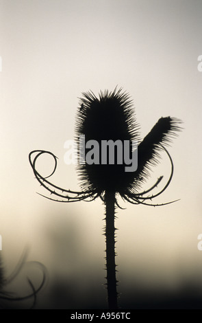 Karde, Dipsacus Fullonum, Samenkorn-Köpfe Stockfoto