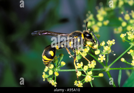 Gesundheit Potter Wasp, Eumenes coarctatus. Nektar auf Blüte sammeln Stockfoto