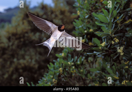 Schwalbe Hirundo Rustica. Im Flug. Unterseite anzeigen Stockfoto