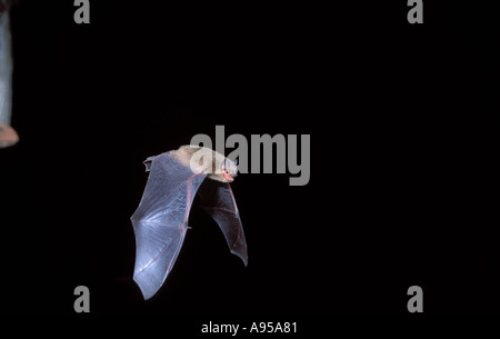 Soprano Pipistrelle Bat, Pipistrellus pygmaeus. Im Flug mit offenen Mund Stockfoto