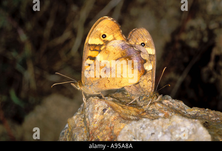 Gesprenkelte Holz Schmetterlinge, Pararge Aegeria. Paar Paarung Stockfoto