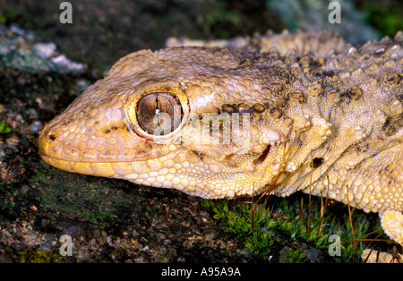 Maurischer Gecko Tarentola Mauritanica. Kopf hautnah Stockfoto