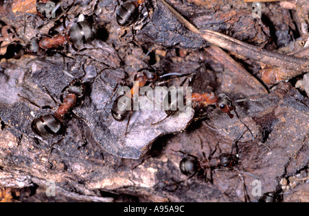 Holz-Ameisen, Formica Rufa. Arbeitnehmer auf Waldboden Stockfoto