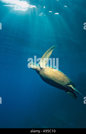 Grüne Meeresschildkröte schwimmen Sipadan Malaysia Stockfoto
