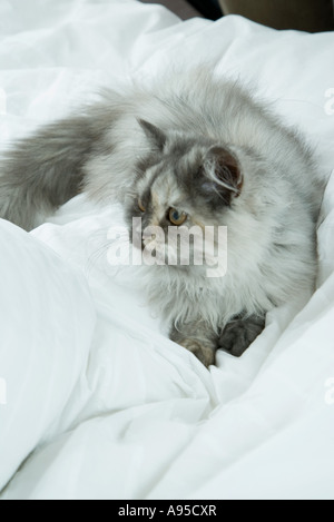 Langhaarige Katze liegend auf dem Bett, in voller Länge Stockfoto