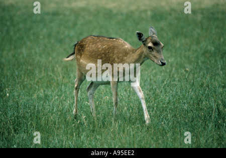 Damhirsch (Cervus Dama) Doe. Stockfoto