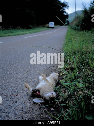 Tote Kaninchen (Oryctolagus Cuniculus) neben einem Land Straße, Northumberland, England, UK. Stockfoto