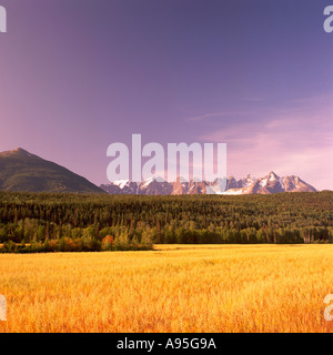 In der Nähe von Gitwangak (Kitwanga), Northern BC, Britisch-Kolumbien, Kanada, Feld Hafer & sieben Schwestern-Bergkette (Coast Mountains) Stockfoto