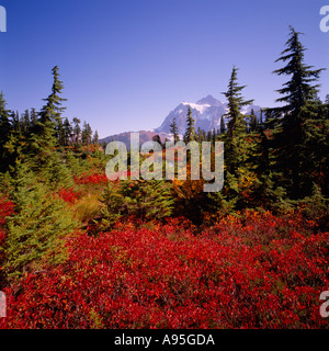 Mount Baker - Snoqualmie National Forest, Washington, USA - wilden Blaubeeren Sträucher Almwiese, Mt Shuksan hinaus Herbst Stockfoto