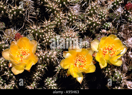 Spröde Feigenkaktus (Opuntia Fragilis) - wilde Blumen / Wildblumen blühen im Frühjahr, BC, Britisch-Kolumbien, Kanada Stockfoto