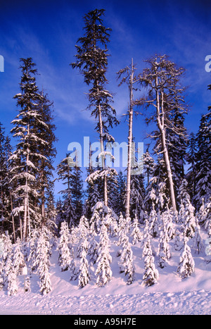 Frost bedeckt und schneebedeckte Nadelbäume im Norden von British Columbia, Kanada Stockfoto