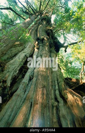 Riesige Rot Zeder (Thuja Plicata) in uralten Regenwald auf Meares Island in der Nähe von Tofino, BC, Britisch-Kolumbien, Kanada Stockfoto