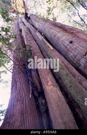 Riesige Rot Zeder (Thuja Plicata) in uralten Regenwald auf Meares Island in der Nähe von Tofino, BC, Britisch-Kolumbien, Kanada Stockfoto
