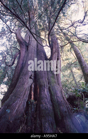 Riesige Rot Zeder (Thuja Plicata) in uralten Regenwald auf Meares Island in der Nähe von Tofino, BC, Britisch-Kolumbien, Kanada Stockfoto