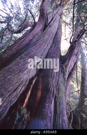 Riesige Rot Zeder (Thuja Plicata) in uralten Regenwald auf Meares Island in der Nähe von Tofino, BC, Britisch-Kolumbien, Kanada Stockfoto