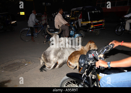 Heilige indische Kühe liegen in der Mitte des Verkehrs, während Fahrzeuge um sie herum navigieren, Vadodara, Gujarat, Indien Stockfoto