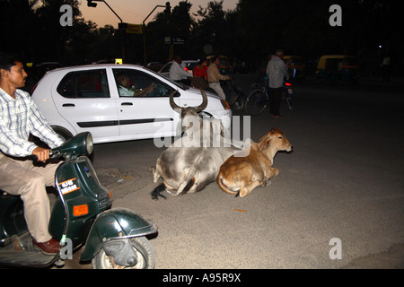 Heilige indische Kühe liegen in der Mitte der Straße mit Verkehr navigieren um sie herum, Vadodara, Gujarat, Indien Stockfoto