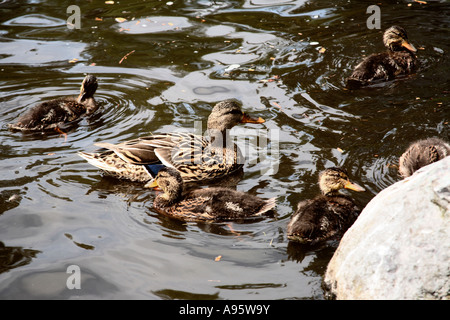 Familie Ente schwimmen Stockfoto