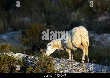 Schafe werden im Bereich geologischem Interesse des Torcal de Antequera Malaga Spanien Stockfoto