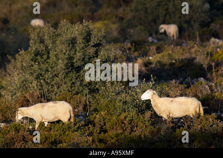 Schafe werden im Bereich geologischem Interesse des Torcal de Antequera Malaga Spanien Stockfoto