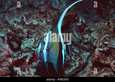 Maurische Idol bei Nacht Zanclus Cornutus Oahu Hawaii N Pazifik Stockfoto