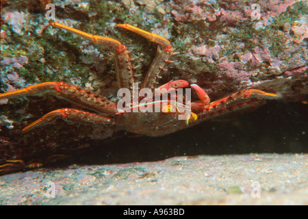 Flache Felsen Krabbe Percnon Planissimum Pupukea Oahu Hawaii N Pazifik Stockfoto