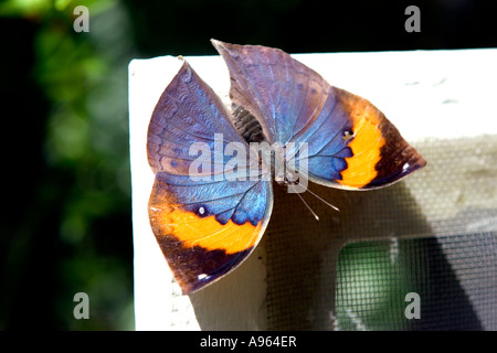 Schmetterling sonnen sich auf Fliegengitter. Stockfoto
