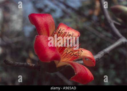 Indien hautnah Baumwolle Blume Blüte Blumen Pod rot Semul Silk Baum Bäume Stockfoto