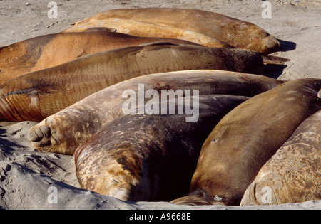 Juvenile Männchen südlichen See-Elefanten am Strand von Davis Station Antarctica Stockfoto