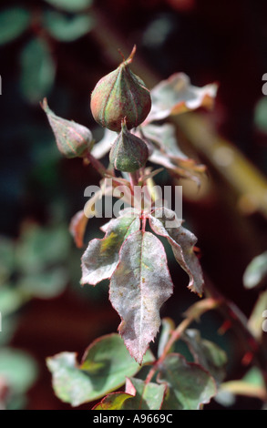 Echter Mehltau an Rosenblätter Stockfoto