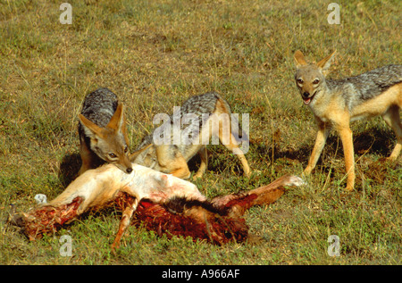 Black backed jackals Fütterung auf gazelle Karkasse Stockfoto