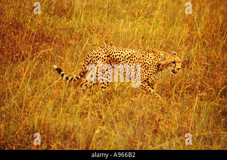 Cheetah stalking durch Gras in Masai Mara National Park, Kenia, Afrika Stockfoto
