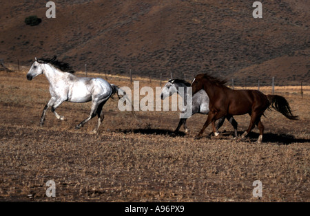 Pferde laufen auf einer Ranch in Oregon Stockfoto