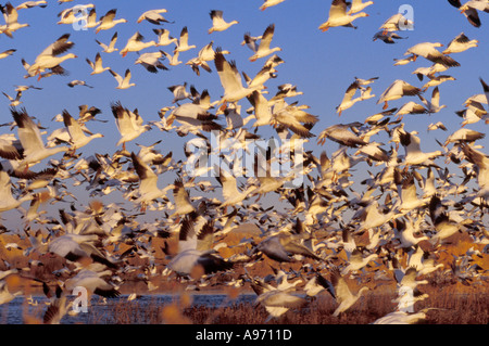 Schneegänse im Flug Stockfoto