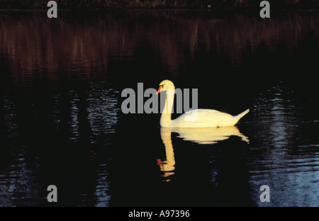 Höckerschwan [Cygnus Olor]. Stockfoto