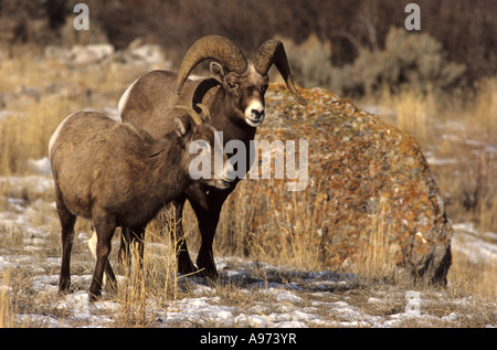 Paar Dickhornschafe im frühen Winter in Yellowstone, Montana, USA. Stockfoto