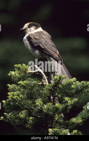 Grau-Jay sitzend auf einer Fichte. Stockfoto