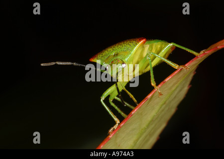 Nahaufnahme eines Hawthorn Shieldbug Acanthosoma haemorrhoidale England Stockfoto