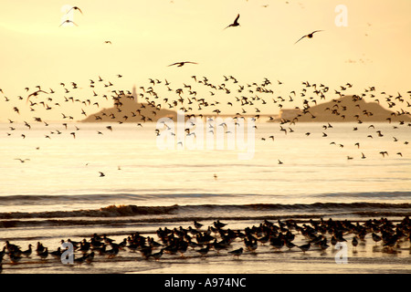 Vögel am Strand bei Sonnenaufgang Swansea Bay murmelt Leuchtturm Gower Südwales Stockfoto